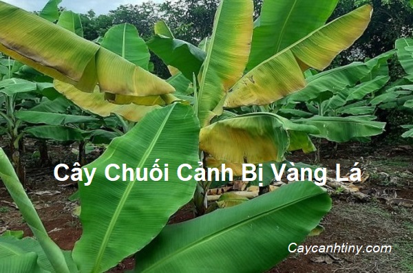 Cây Chuối Cảnh Bị Vàng Lá